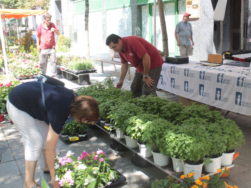 Un puesto lleno de plantas de albahaca en el mercado agroecológico de Huesca.