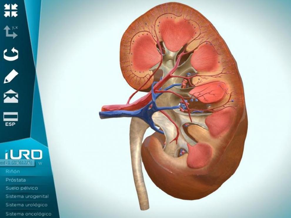 La aplicación dispone de imágenes hiperrealistas de la anatomía del cuerpo humano.