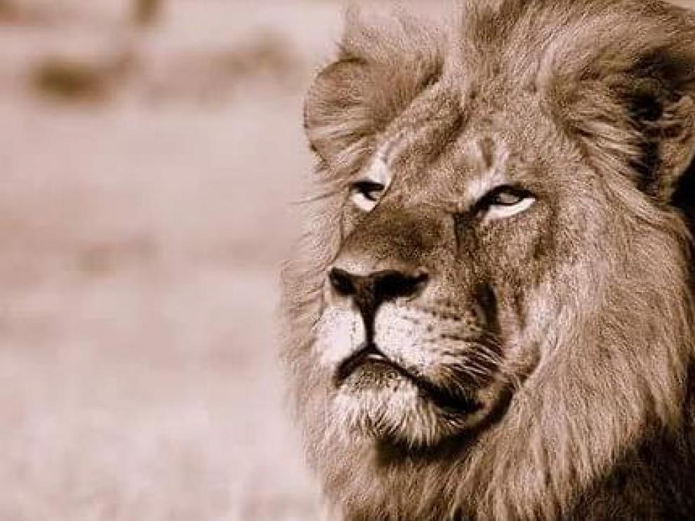 Cecil, el ejemplar de león cazado furtivamente en una reserva de Zimbabue.