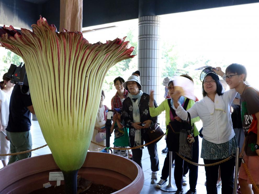 El aro gigante que ha florecido en Japón