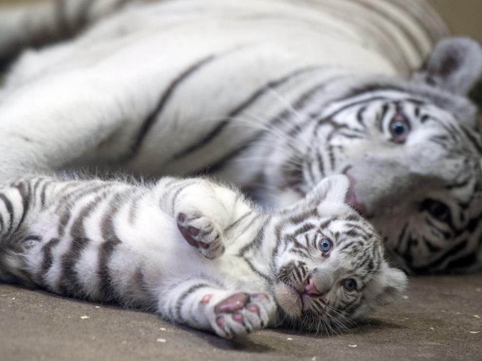 Un tigre de Bengala blanco juega con su cría.