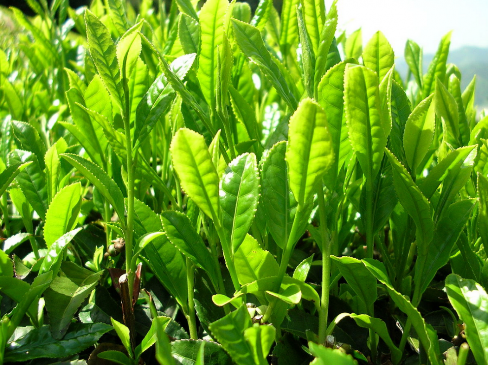 Algunos compuestos presentes en el té verde pueden servir para tratar enfermedades metabólicas.