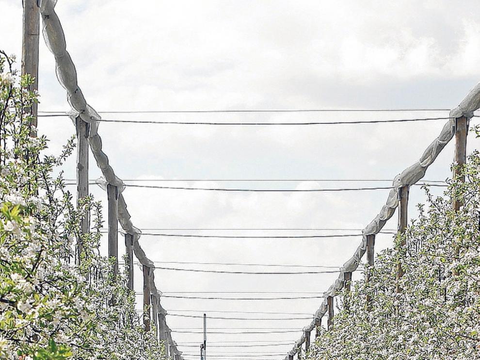 Las instalaciones de Nufri con los manzanos en flor.
