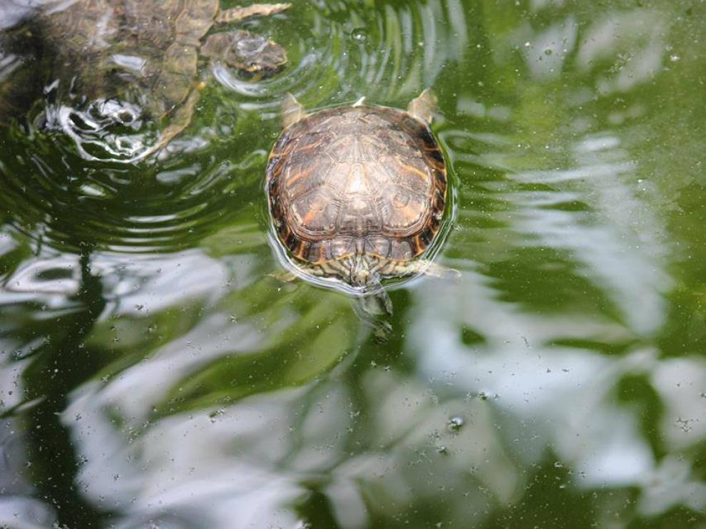 El falso paraíso de las tortugas de la estación de Atocha.
