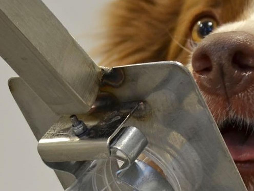 Un perro adiestrado para detectar cáncer de próstata en la orina.