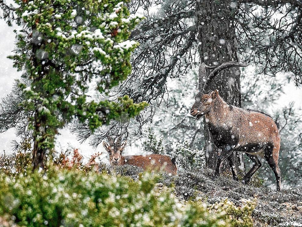 La imagen premiada, en la que aparecen dos cabras monteses bajo la nevada.