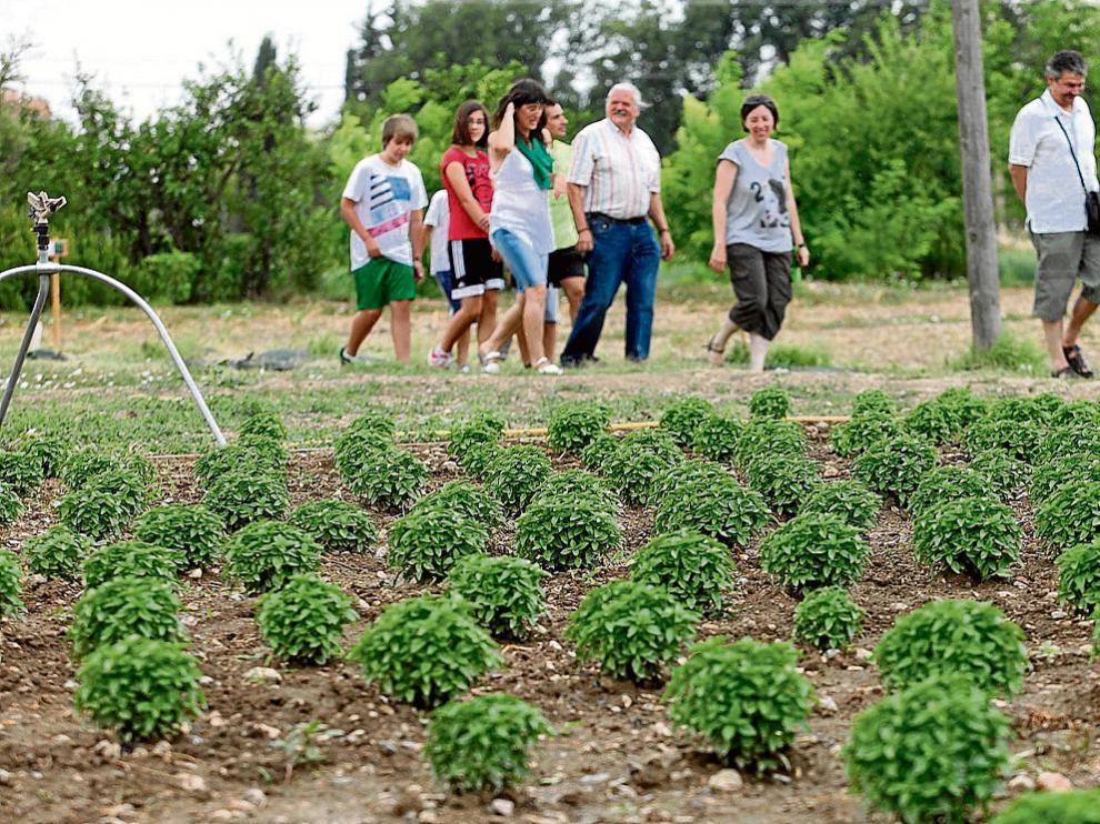 Un grupo de visitantes recorre la huerta de Arcadia junto a las matas de Albahaca.