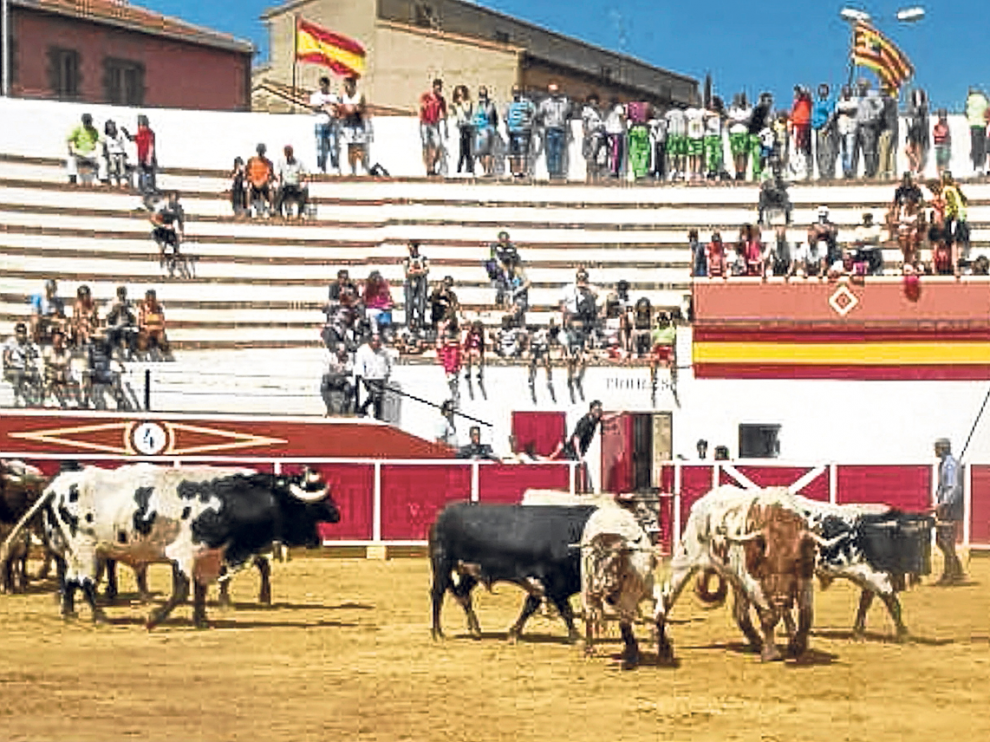 Los astados, en el momento en el que llegaron ayer a la plaza de toros tras el encierro.