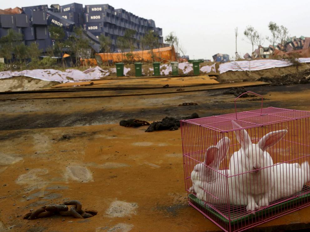 Dos conejos en una jaula depositada junto al lugar de Tianjin donde se produjo la explosión para observar las condiciones de vida del lugar.