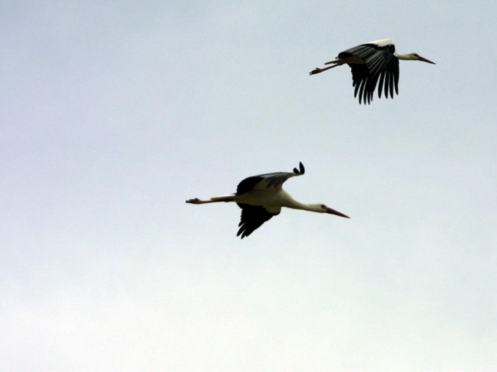 Una pareja de cigüeñas blancas en el cielo soriano.