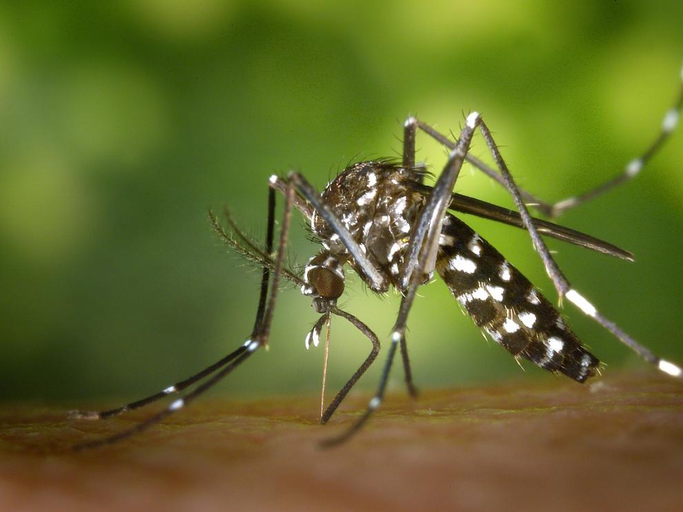 Imagen del mosquito tigre.