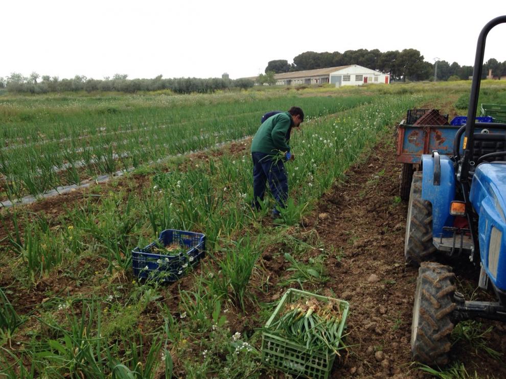 Finca de producción ecológica del Centro Especial de Empleo de Atades.