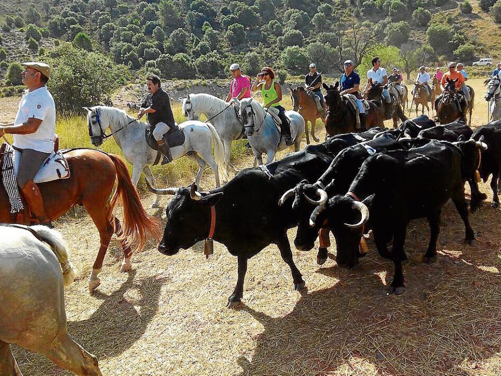 Los caballistas conducen al rebaño de vacas avileñas, que son totalmente mansas.
