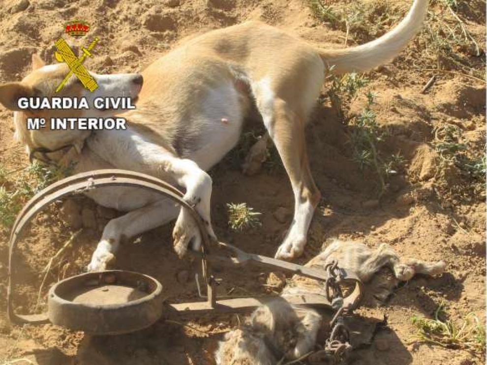Tras liberar al perro, los agentes del Seprona identificaron a su dueño y se lo entregaron.