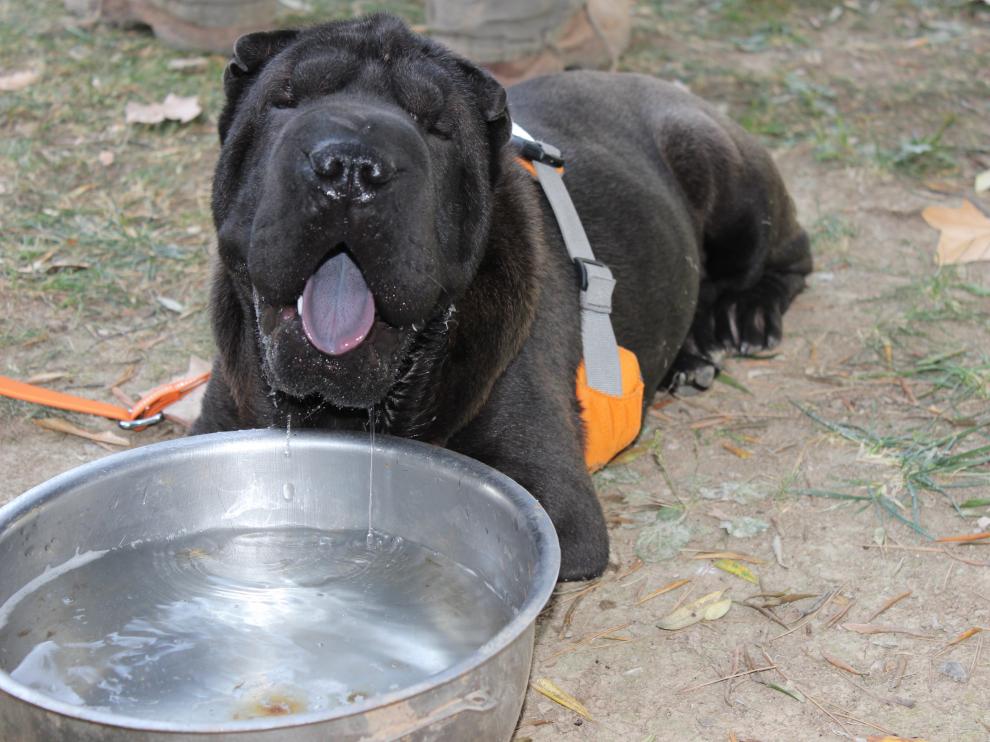 Uno de los perros asistentes a la Quedada Perruna