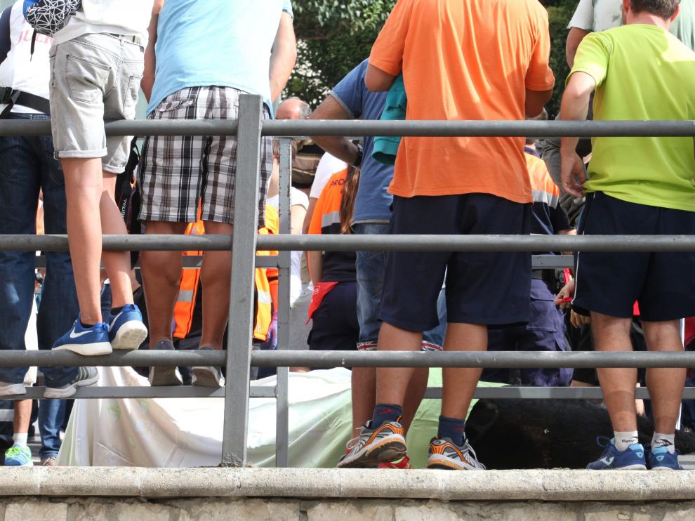 Uno de los toros ha caído extenuado en el segundo encierro de Cuéllar