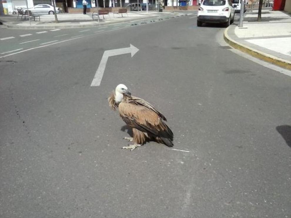 El ejemplar ha aparecido en la calle pintor León Abadías de Huesca.