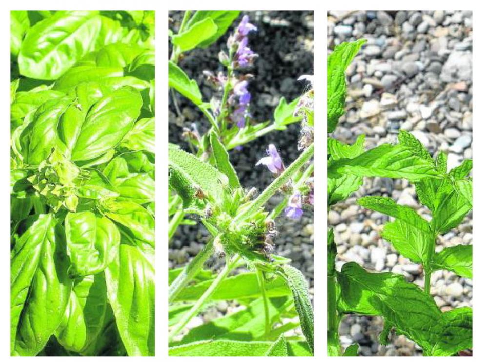 Albahaca Salvia Y Hierbabuena Las Tres Gracias De Verano