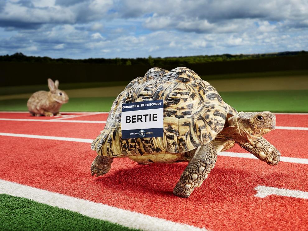 Bertie, la tortuga más veloz del mundo.