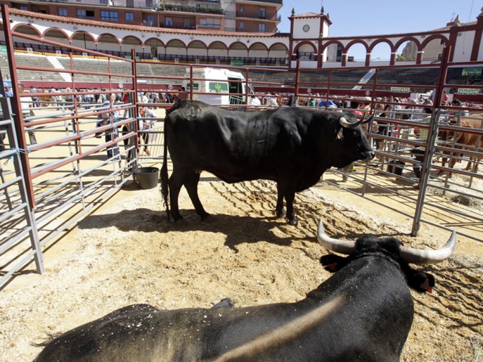 Vacas serranas en la Feria Ganadera de Soria