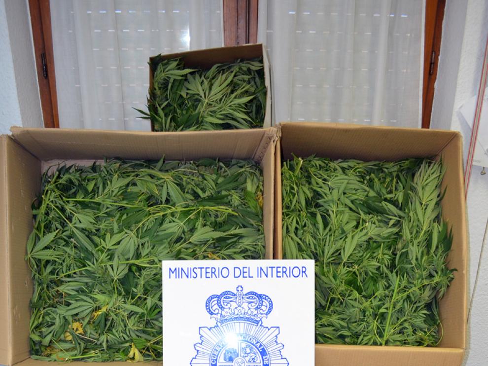 La marihuana es la segunda droga más incautada en Aragón.