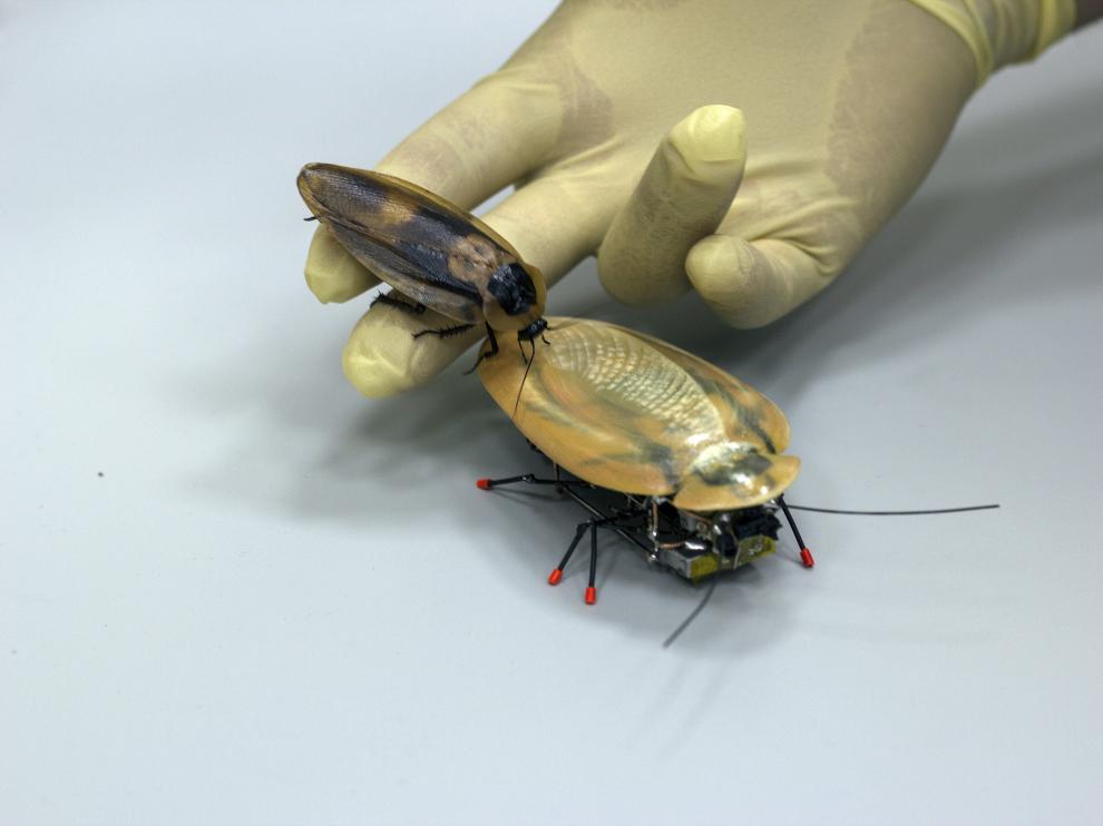 La cucaracha robot desarrollada en la Universidad Inmanuel Kant de Kaliningrado.
