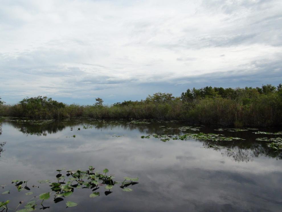 Los Everglades de Florida