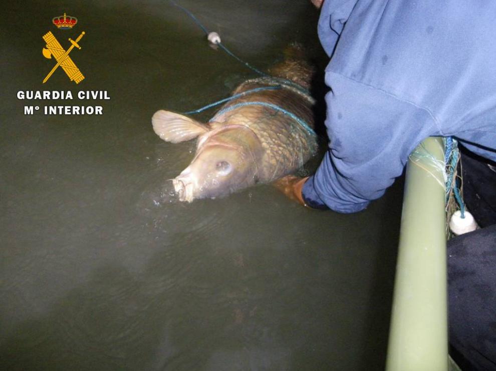En el turismo fueron halladas varias artes utilizadas frecuentemente para la colocación de trasmallos de pesca ilegales.