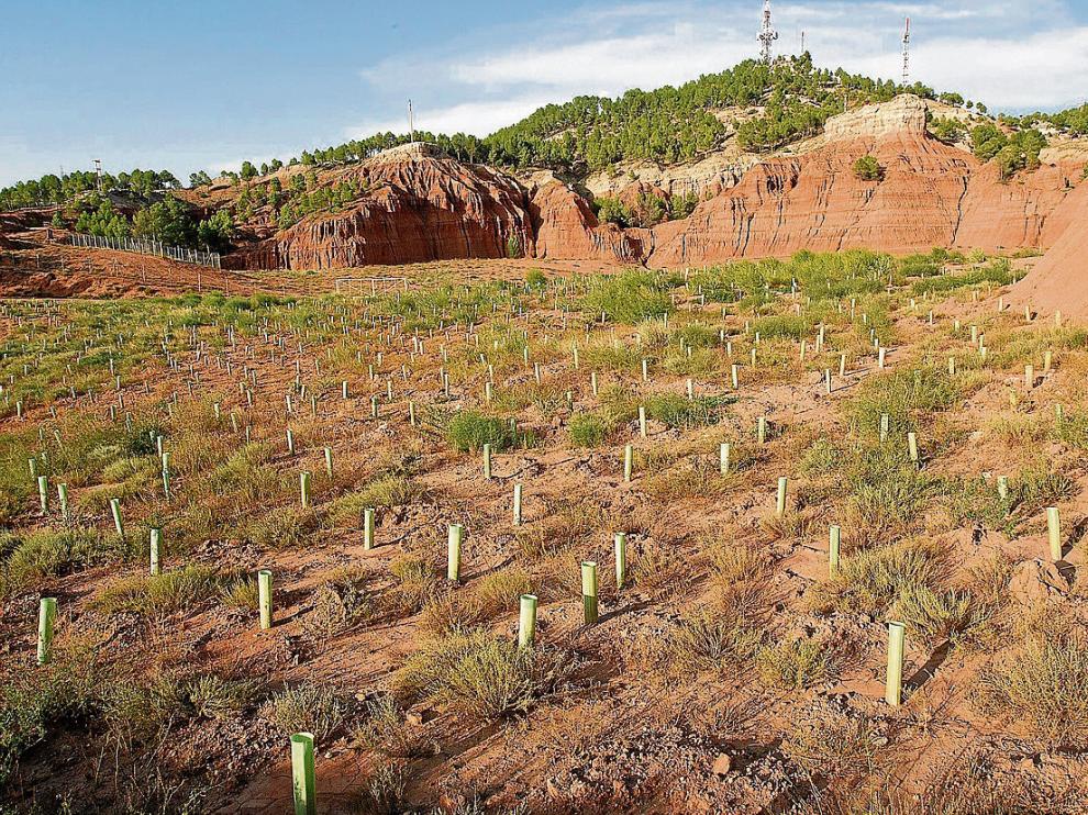 Plantación de arbolado acometida dentro del Life + en el entorno de antiguas canteras de arcilla.