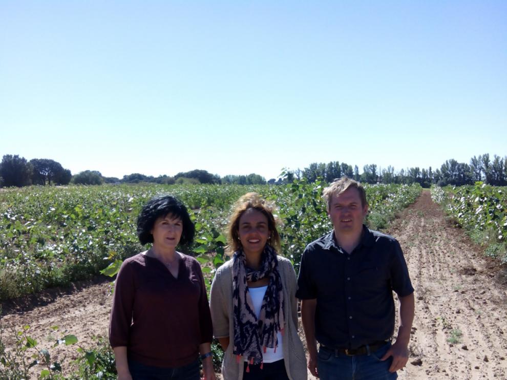 Durante 2015 se ha trabajado en el acondicionamiento de la parcela, implantación de riego, plantación de las estaquillas, así como labores de mantenimiento y muestreo.
