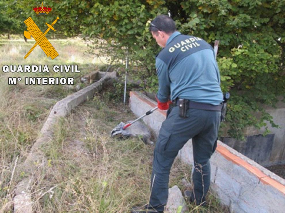 Un guardia civil durante el rescate del tejón.