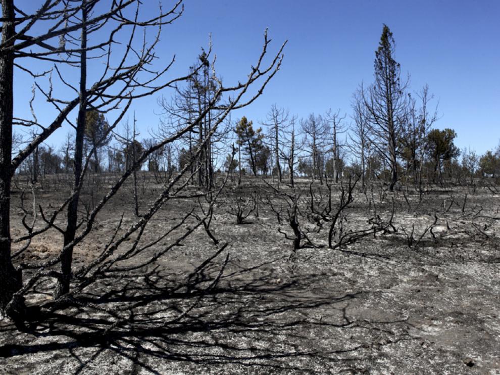 Estado en el que quedó una de las zonas arrasadas por el fuego en Barcebalejo.