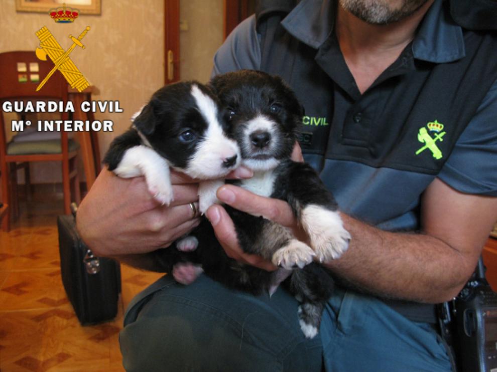 Los cachorros rescatados de los contenedores