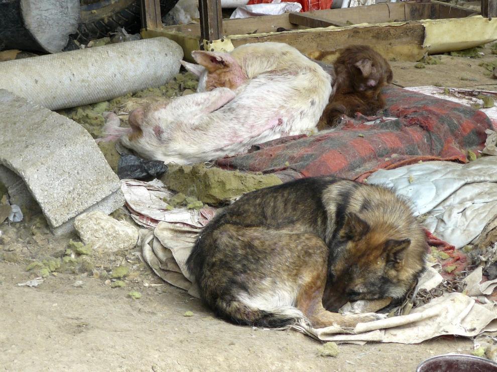 Varios perros víctimas del maltrato
