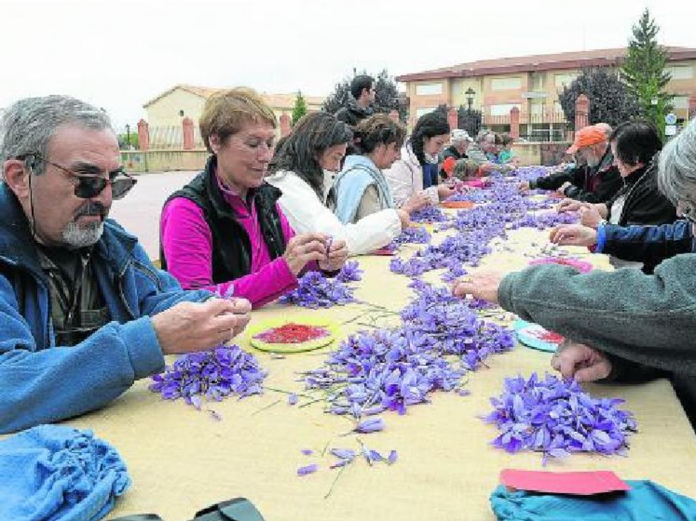 Un grupo de personas se afanaban ayer en esbriznar el azafrán (separar el estigma de la flor).