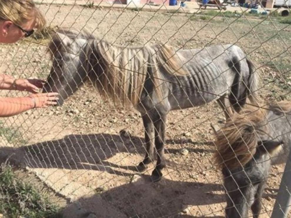 Los animales encontrados en Cartagena