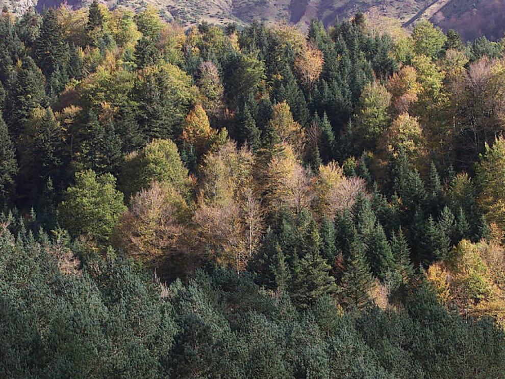 Aragón gana 400.000 hectáreas de bosque en los últimos 20 años
