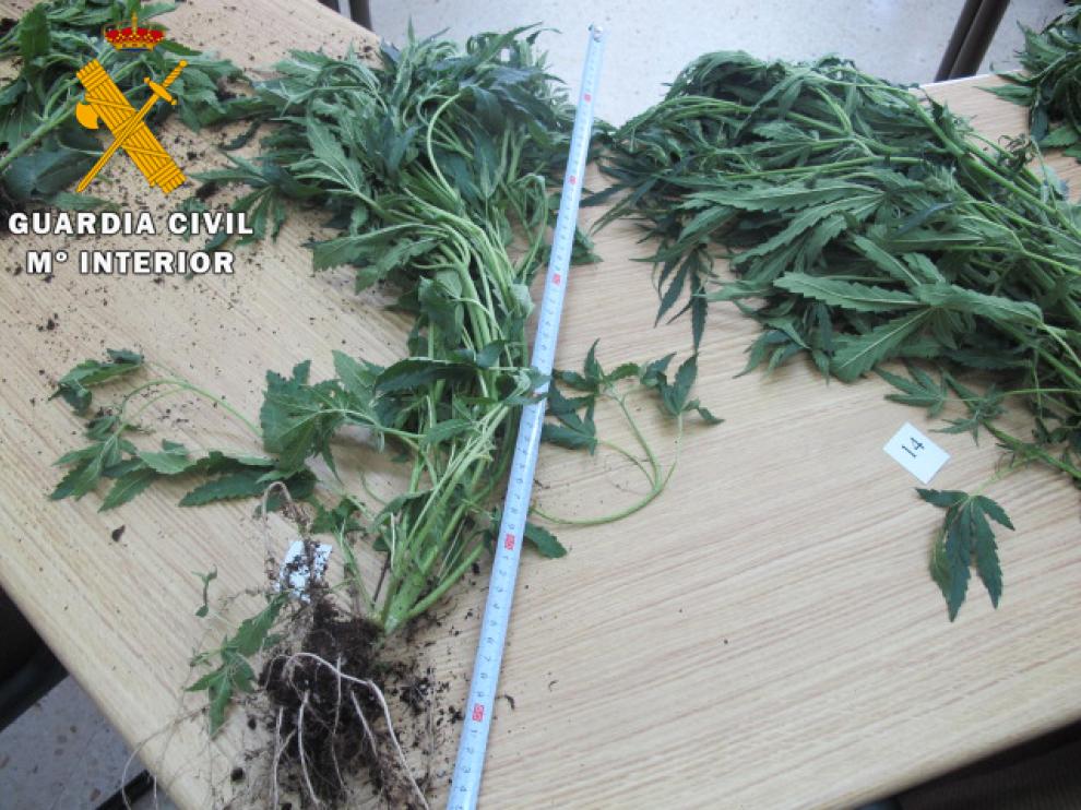 Plantas de marihuana decomisadas en Teruel