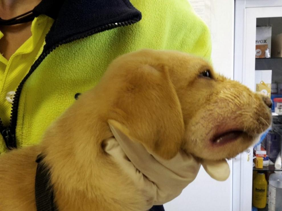 Fue trasladaron al Centro de Protección Animal que Madrid Salud tiene en la carretera de acceso al Barrio de la Fortuna.