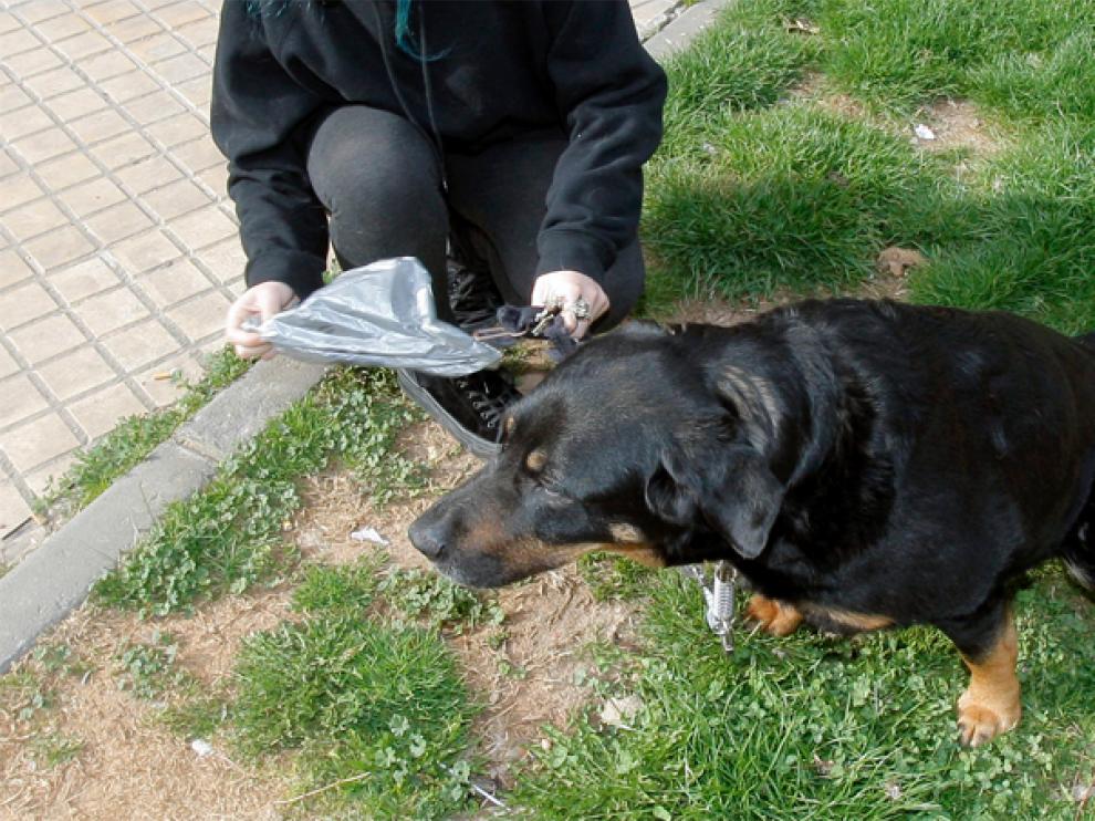 lgunas ciudades usan el ADN de las heces para multar a los dueños de los perros