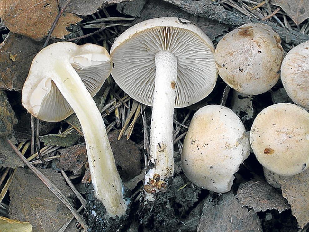 'Hebeloma hiemale'. Primera cita de esta especie en Moncayo. Ninguna de las tres especies es comestible.