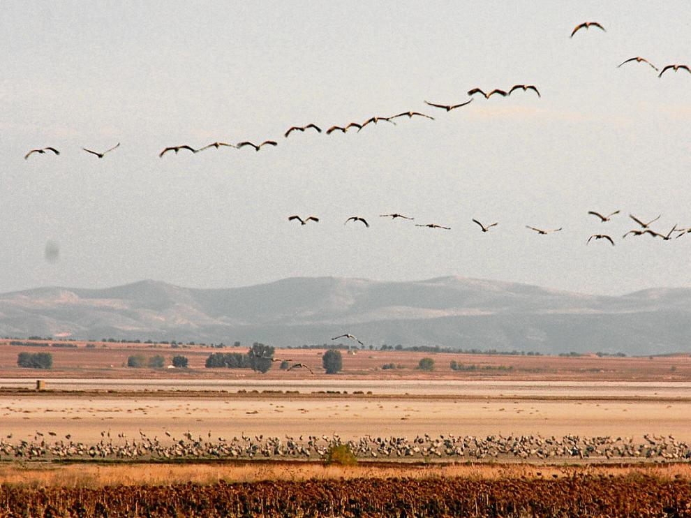 Miles de grullas vuelven cada año a la laguna de Gallocanta. Cuando vuelan, estas aves emiten un sonoro graznido.