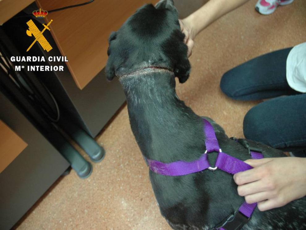 Heridas en el cuello de un perro en un caso de maltrato en Aragón.