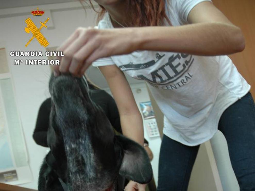 El perro presentaba una herida en el cuello