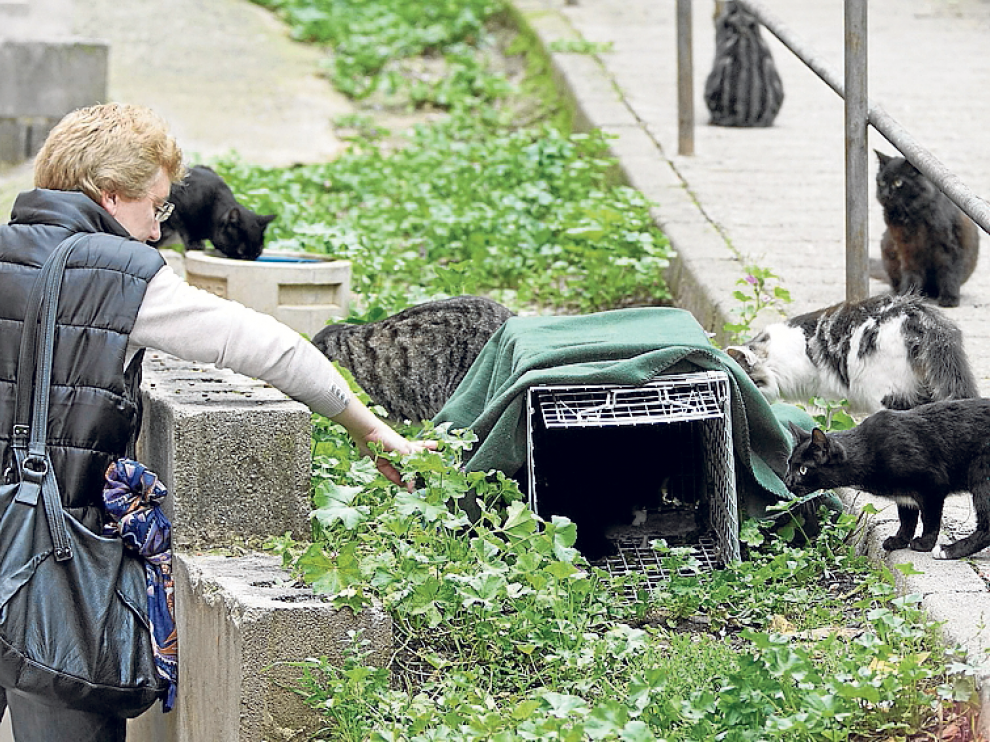 Una voluntaria de Proyecto Gato, en el barrio de San Julián.