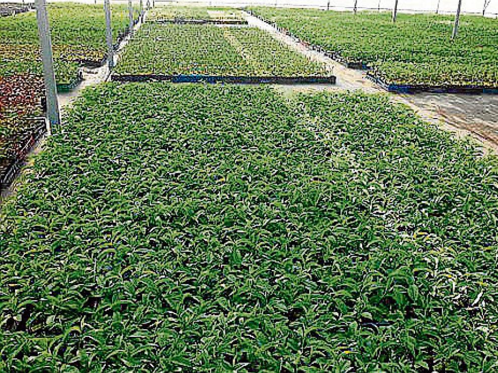 Instalaciones de El Vivero de Abel, situado en la localidad zaragozana de Caspe.