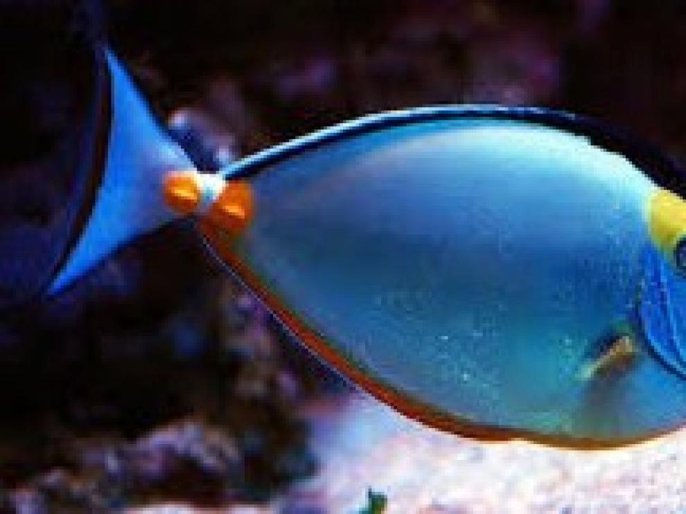 Peces