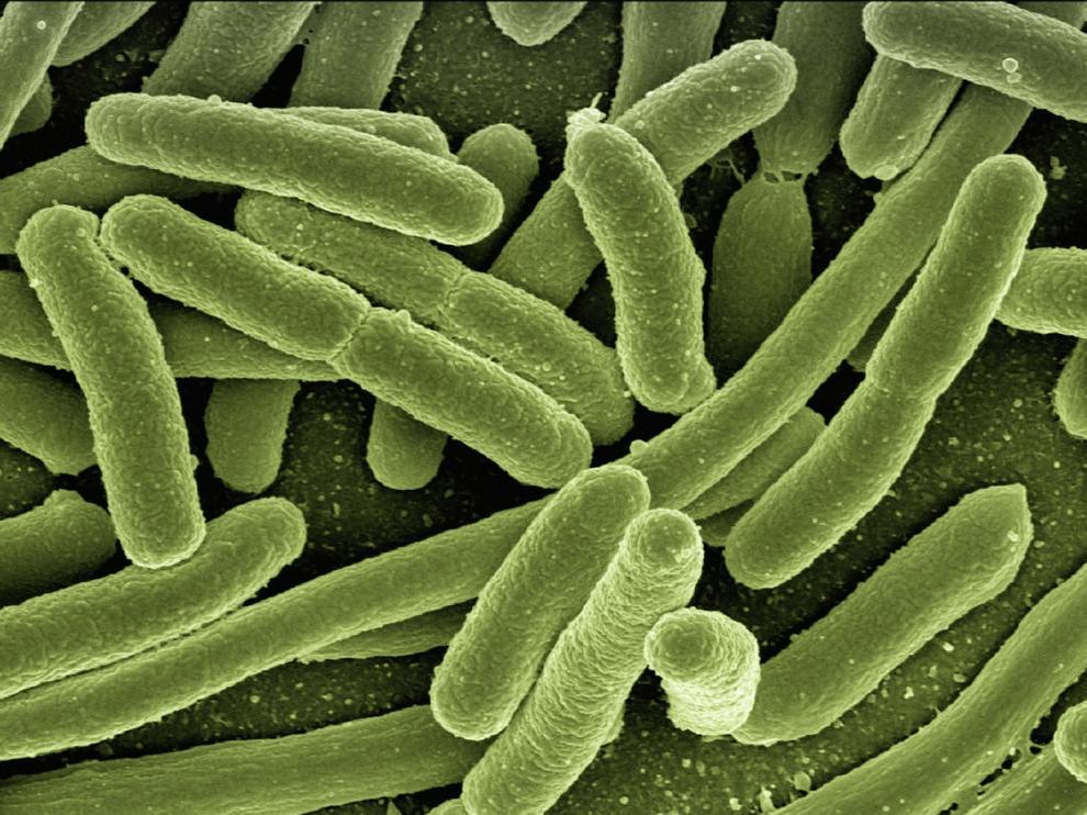 Bacterias.