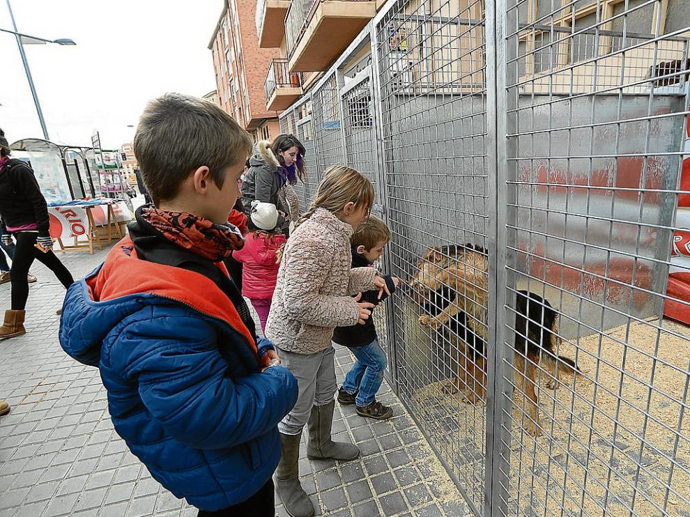 Un grupo de niños juguetea con uno de los perros que la perrera municipal ofrece en adopción.