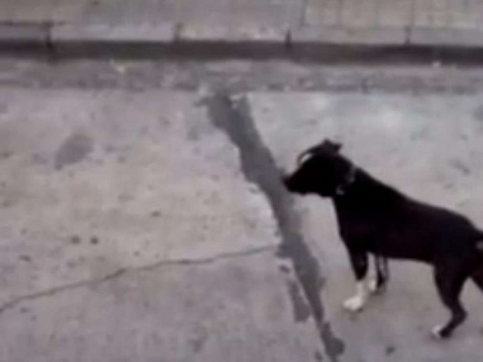 El perro, momentos después del ataque.